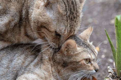 Why do cats scream when mating.  If you&rsquo;ve ever heard two cats going at it in the middle...
