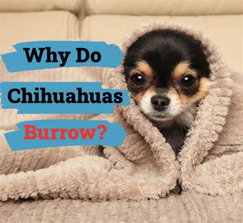 Why do chihuahuas burrow. Things To Know About Why do chihuahuas burrow. 