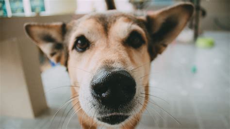 Why do dogs have whiskers? PetsRadar