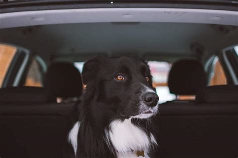 Why do dogs pant in the car. Dogs pant in the car due to temperature, dehydration, car sickness, or because they’re afraid or excited due to a lack of exposure … 