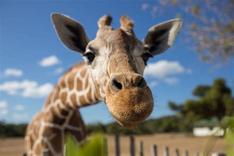 Why do giraffes have long necks? WIRED UK