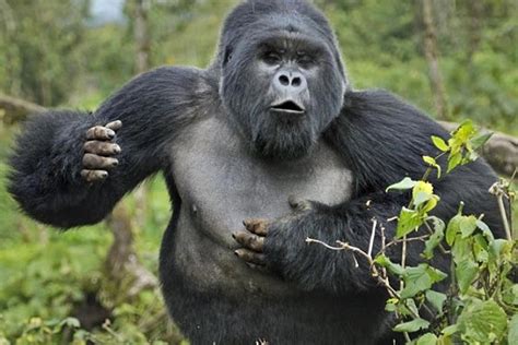 Why do gorillas beat their chest. I just saw a video of a baby gorilla beating its chest for the first time, and I was curious as to why it is so second nature for them. It's a sign of physical dominance, both in determining the pecking order among the males and in attracting females. It's also an aggressive display to intimidate other animals they perceive to be a threat. 