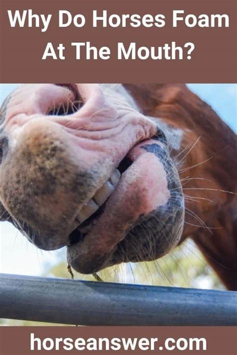 Why do horses foam at the mouth? In Dressage, Eating, …