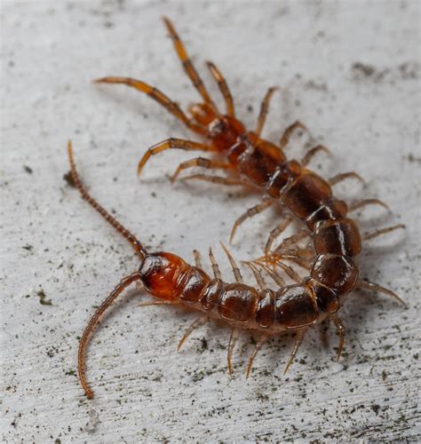 Why do i suddenly have centipedes in my house. Small black bugs are annoying creatures that range in size from 0.12” to 0.40” (3 – 10 mm). Small black household pests include ants, beetles, weevils, centipedes, and drain flies. Identifying beetles and weevils is easy as they have hard shells. Small black ants have recognizable slender bodies and tiny waists. 