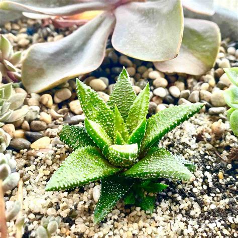 Why do my Haworthia attenuata leaf tips fall off? : r/succulents