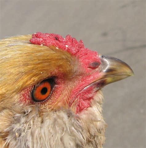 Why do my chickens have white spots on their combs?