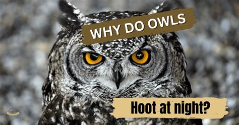 Why do owls hoot at night. Owls hoot for various reasons, including communicating with other owls, establishing their territory, attracting a mate, or defending their nest. Hooting is a distinctive feature of owl vocalization, and different species of owls have unique hooting patterns and calls. Some owls also hoot for self-expression, while others use hooting to warn ... 