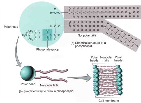 Why do phospholipids form a bilayer.  gentler procedures why do detergents form micelles...
