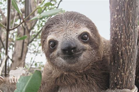 Why do sloths move so slow. A sloth's body consists of a short neck with four long limbs of equal length, ending in two 3 to 4 inch (8 to 10 centimeter) long curved claws. The head is short and flat, with a snub nose, rudimentary ears, and large eyes. Sloths are a walking ecosystem. They possess a short, fine undercoat, and an overcoat of longer, coarser hairs, which turn ... 