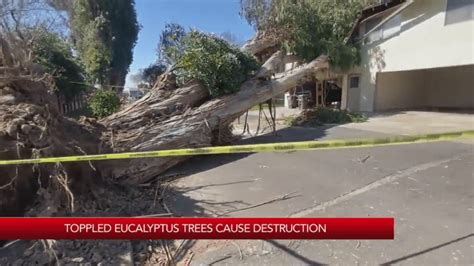 Why do so many eucalyptus trees fall during storms?
