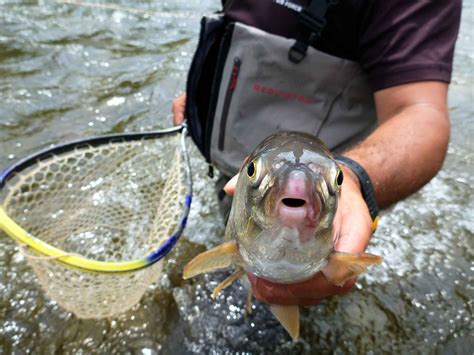 Why do so many trout anglers hate whitefish? - Hatch Mag