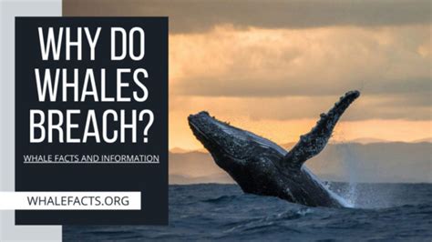 Why do whales breach. When whales breach, they propel themselves up and out of the water, inclining their bodies horizontally as they return to the water. This emits a huge splash ... 