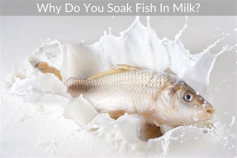 Why do you soak bluefish in milk? – Headshotsmarathon.org