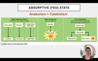 Why does absorptive state happen? - reenierose.jodymaroni.com