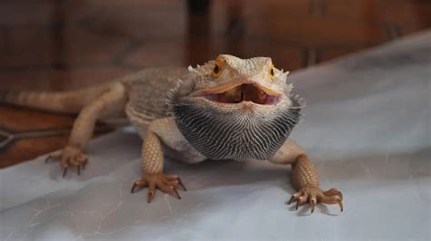 Why does bearded dragon turn black. Indication of Isolation. When a bearded dragon misses human interaction and desires physical affection, it can exhibit black coloration. Black coloration may also signify that the bearded dragon has been handled excessively and requires a break. If a bearded dragon turns black while being held, it may indicate it is time to return it to its ... 