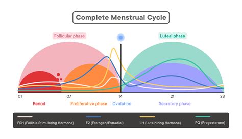 Why does menstrual cycle stop when menopause