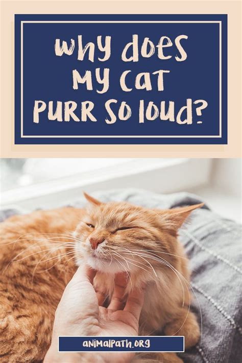 Why does my cat purr so loud. Cats purr when they’re anxious or stressed, too. A trip to the vet or just being placed in a cat carrier can set off a bout of purring in some cats. Cats also might purr when they’re in pain. Vetter notes that sometimes cats purr when they’re being euthanized. “I’ve had them start to purr at the very end to self soothe,” she says. 
