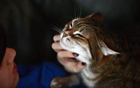 Purring is an important part of cat behaviour, and it's usually a good sign. In other words, cats purr when they're happy or content. That's why your little kitty purrs when you stroke his chin or when she's snuggled up on your lap. Purring is your cat's way of saying, "Yeah, I like this!. 