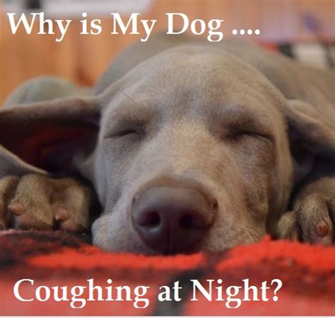 Why does my dog cough at night? - Quora