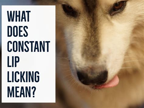 Why does my dog keep licking her lips. Lip-smacking involves either a dog simply licking their lips or making a smacking or clicking sound with the lips and tongue. While some dogs do it occasionally, others do it frequently. Lip smacking is defined very differently according to who you ask. Most people use lip smacking interchangeably with licking the lips. 