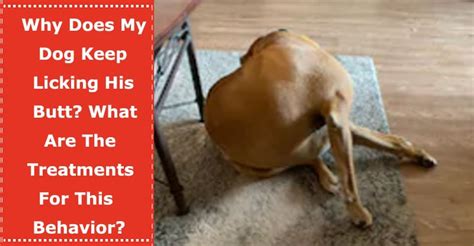 Why does my dog keep licking his butt. Why Do Dogs Scoot On Their Butt? As previously mentioned, dogs scoot their butts on the floor or carpet if they are experiencing discomfort. “Scooting is most commonly caused by anal … 