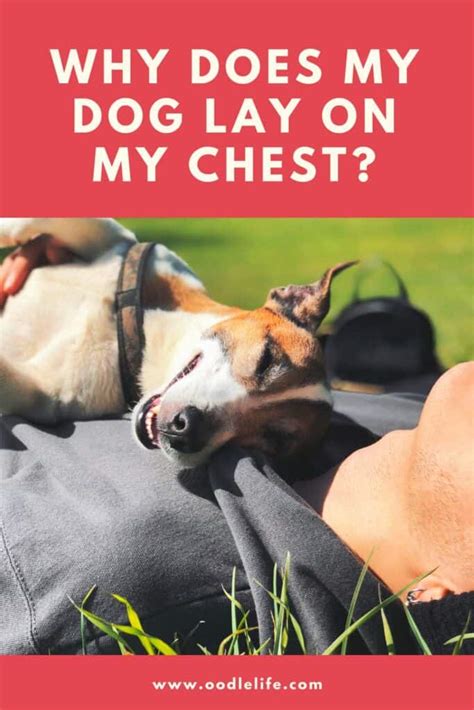 Why does my dog sit on my chest? See the 9 Reasons - Doggiely