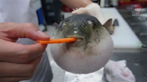 Why does pufferfish eat carrot? - See the answer