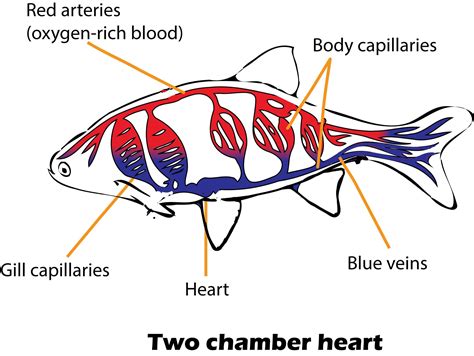 Why does the blood circulation in fish is faster? - Quora