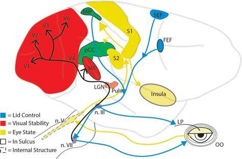 Why eye blinks continuously.  Learn about the diverse factors involved, from dail...