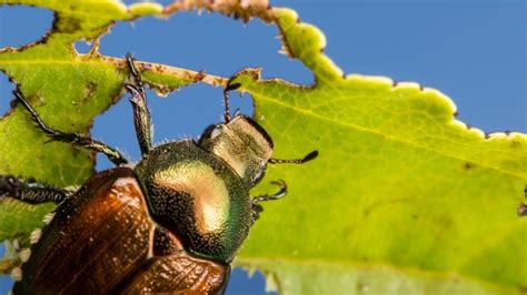 Why insect pests love monocultures, and how plant diversity could …