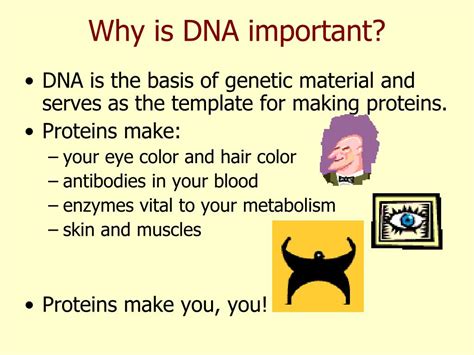 Why is DNA Important - Biology Wise