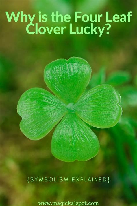 Why is Four Leaf Clover Lucky? [Symbolism Behind It Explained]