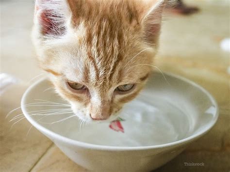 Why is My Cat Drinking so Much? - Pet Health Network