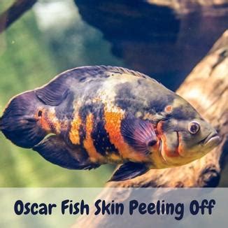 Why is My Oscar Fish Jumping? (3 Common Reasons)