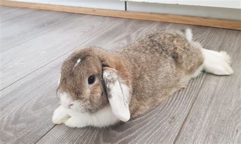 Why is My Rabbit Shaking and Laying Down? — …