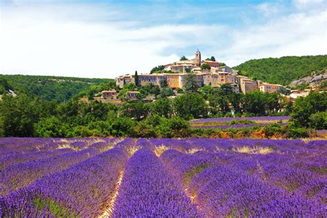 Why is Provence famous for lavender