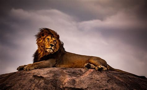 Why is The Lion Considered The King of The Jungle?