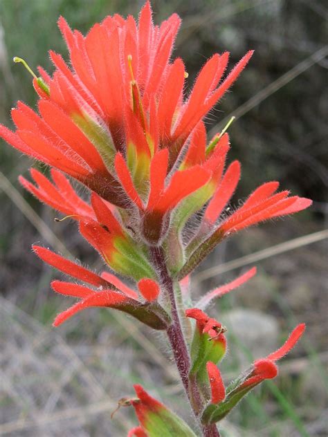 Why is Wyoming state flower the Indian paintbrush? - 2024