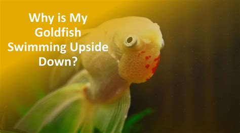 Why is Your Fish Swimming Upside Down But Still Alive