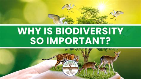 Why is biodiversity important to ecosystem.. Biodiversity's Importance. Biodiversity is extremely important to people and the health of ecosystems. Biodiversity allows us to live healthy and happy lives. 