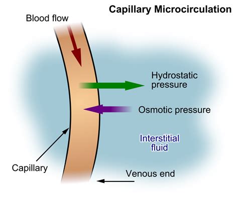 Why is capillary hydrostatic pressure more in arterial …