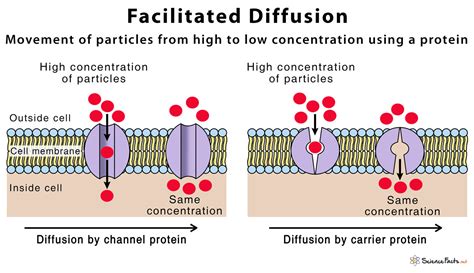 Why is facilitated diffusion necessary. In facilitated diffusion, molecules only move with the aid of a protein in the membrane. b. In simple diffusion, molecules move down the concentration gradient but in facilitated diffusion molecules move up the concentration gradient. ... Why is it necessary for glucose to be pumped into the cell rather than diffusing in? a. Glucose is charged ... 
