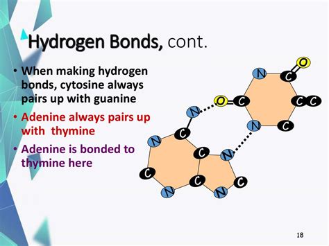 Why is hydrogen bond important in DNA? – TheNewsIndependent