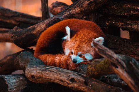 Why is it endangered panda. Despite its name, the red panda is not a member of the bear family and the species is not closely related to the giant panda.In fact, the red panda is the only living member of the family Ailuridae.. The family Ailuridae belongs to the superfamily Musteloidea, a group of animals that also includes the weasel, raccoon and skunk families.. Currently, … 