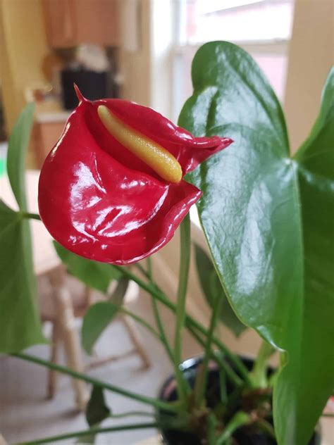 Why is my anthurium losing flowers? - Bloomscape