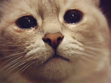 Why is my cat crying tears. Let's take a look at why your cat is crying and what you can do about it. Cats do, in fact, have tear ducts. They are located in the inner corner of the eye and usually discharge colorless tear ... 