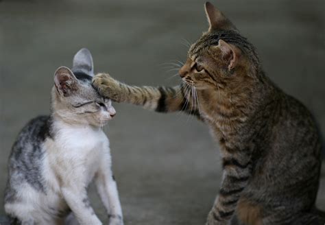Why is my cat suddenly aggressive towards my other cat. Jan 16, 2024 · The 7 Main Reasons Cats Become Aggressive. 1. Cats Become Aggressive Because They’re in Pain. Cats who are in pain will respond with hisses and swats when sensitive areas are touched. My cat ... 