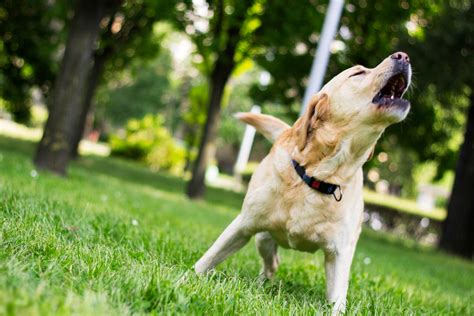 Why is my dog barking at nothing. May 1, 2023 · Tips and tricks used for separation anxiety in dogs of all ages can also be helpful. These include leaving a radio or the TV on at low volume (providing your dog’s hearing is good enough to pick it up). A pheromone diffuser, or a pheromone collar might also help. Leaving a light on when it’s dark may help. 