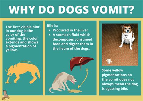 Why is my dog vomiting bile? The causes, symptoms & treatment