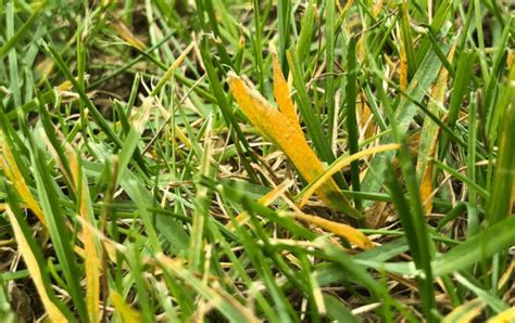 Why is my grass turning yellow. When a plant’s tissue is injured by cold weather or depleted of nutrients from inadequate sun exposure, yellowing takes place. Additionally, St. Augustine grass turns yellow when it goes for a lengthy period without getting enough water. Its leaves’ cells become dehydrated when there is not enough water. 